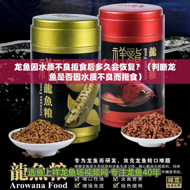 龍魚因水質不良拒食后多久會恢復？（判斷龍魚是否因水質不良而拒食）
