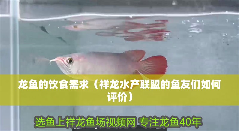 龍魚的飲食需求（祥龍水產聯盟的魚友們如何評價） 龍魚的飲食需求（祥龍水產聯盟的魚友們如何評價） 觀賞魚百科