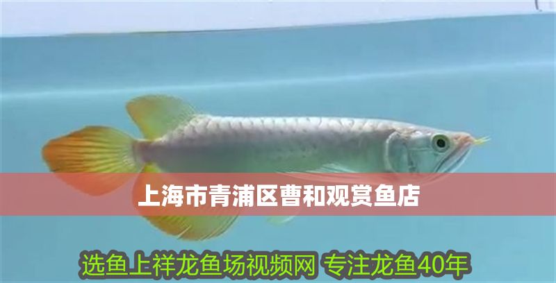 上海市青浦區曹和觀賞魚店
