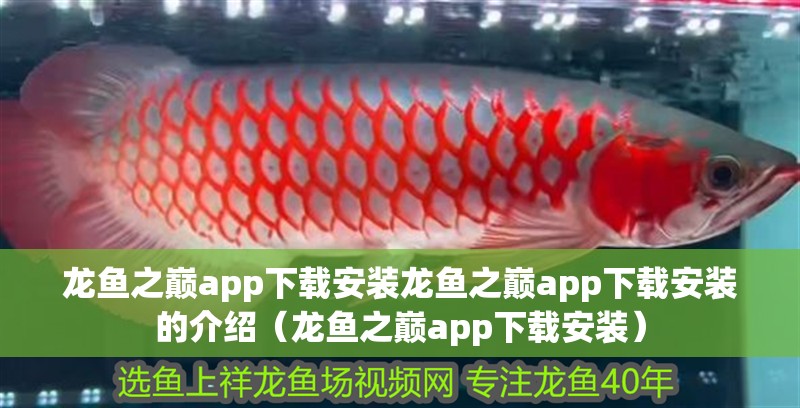 龍魚之巔app下載安裝龍魚之巔app下載安裝的介紹（龍魚之巔app下載安裝） 龍魚之巔app下載安裝龍魚之巔app下載安裝的介紹（龍魚之巔app下載安裝） 觀賞魚百科