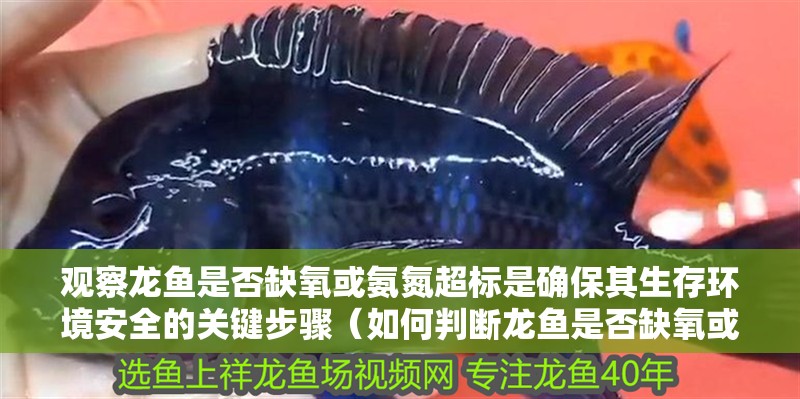 觀察龍魚是否缺氧或氨氮超標是確保其生存環境安全的關鍵步驟（如何判斷龍魚是否缺氧或氨氮超標）