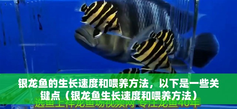 銀龍魚的生長速度和喂養方法，以下是一些關鍵點（銀龍魚生長速度和喂養方法） 銀龍魚的生長速度和喂養方法，以下是一些關鍵點（銀龍魚生長速度和喂養方法） 觀賞魚百科