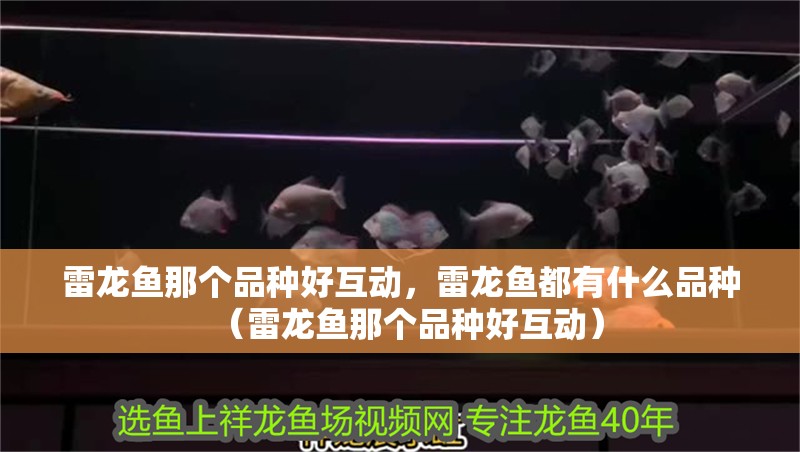 雷龍魚那個品種好互動，雷龍魚都有什么品種（雷龍魚那個品種好互動）