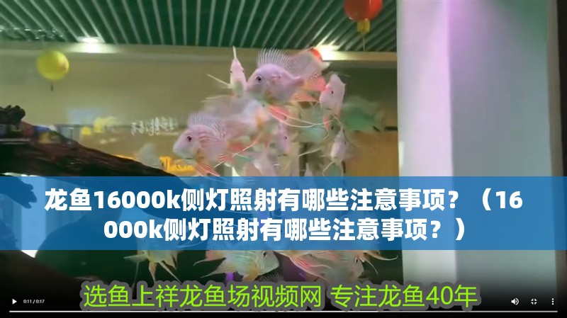 龍魚16000k側(cè)燈照射有哪些注意事項？（16000k側(cè)燈照射有哪些注意事項？） 龍魚16000k側(cè)燈照射有哪些注意事項？（16000k側(cè)燈照射有哪些注意事項？） 龍魚百科