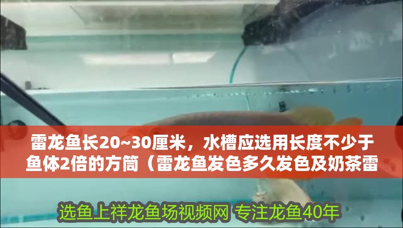 雷龍魚長20~30厘米，水槽應選用長度不少于魚體2倍的方筒（雷龍魚發色多久發色及奶茶雷龍魚發色會變紅嗎，雷龍魚會變紅嗎）