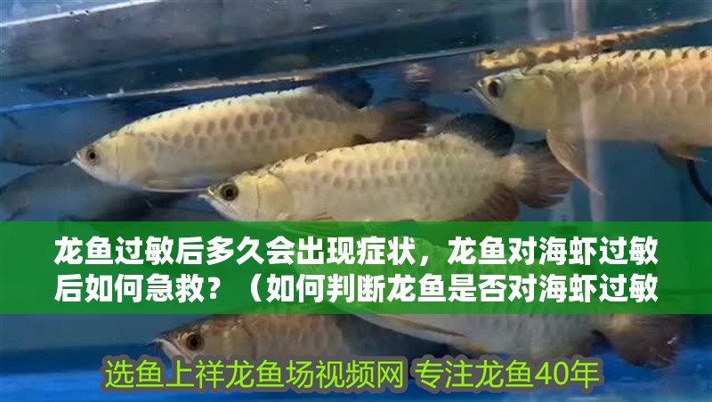 龍魚過敏后多久會出現癥狀，龍魚對海蝦過敏后如何急救？（如何判斷龍魚是否對海蝦過敏）