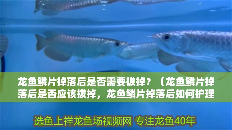 龍魚鱗片掉落后是否需要拔掉？（龍魚鱗片掉落后是否應該拔掉，龍魚鱗片掉落后如何護理）