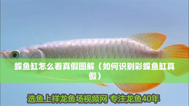 蝶魚缸怎么看真假圖解（如何識別彩蝶魚缸真假）