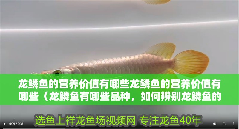龍鱗魚的營養價值有哪些龍鱗魚的營養價值有哪些（龍鱗魚有哪些品種，如何辨別龍鱗魚的真偽？）