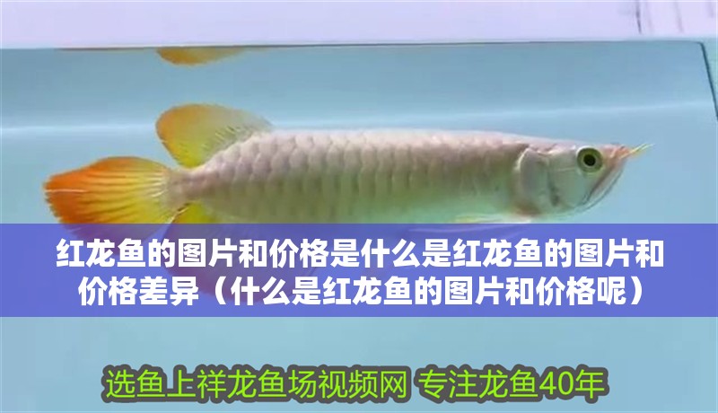 紅龍魚的圖片和價(jià)格是什么是紅龍魚的圖片和價(jià)格差異（什么是紅龍魚的圖片和價(jià)格呢）