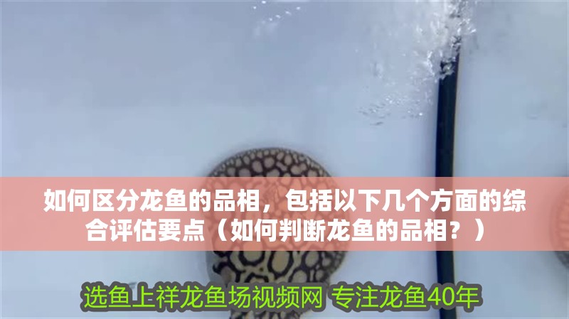 如何區分龍魚的品相，包括以下幾個方面的綜合評估要點（如何判斷龍魚的品相？）
