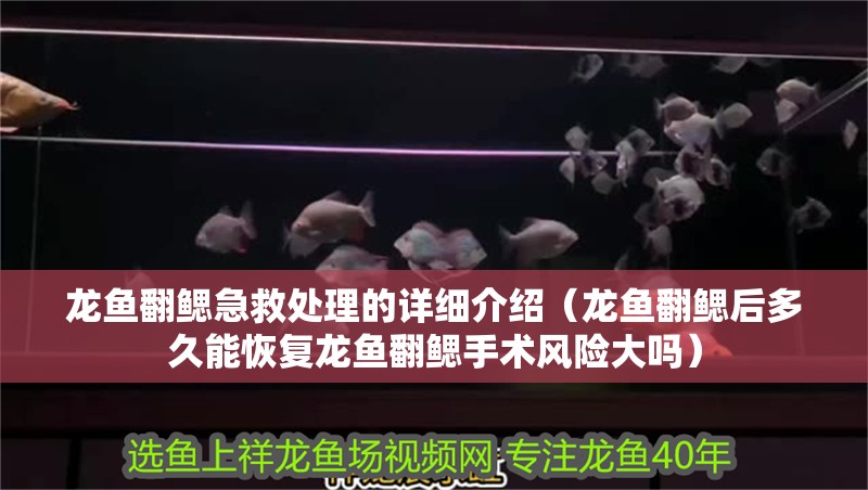 龍魚翻鰓急救處理的詳細介紹（龍魚翻鰓后多久能恢復龍魚翻鰓手術風險大嗎）
