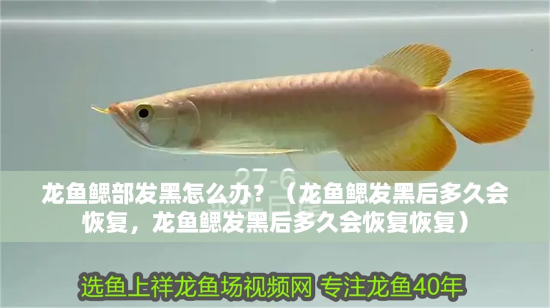 龍魚鰓部發黑怎么辦？（龍魚鰓發黑后多久會恢復，龍魚鰓發黑后多久會恢復恢復）