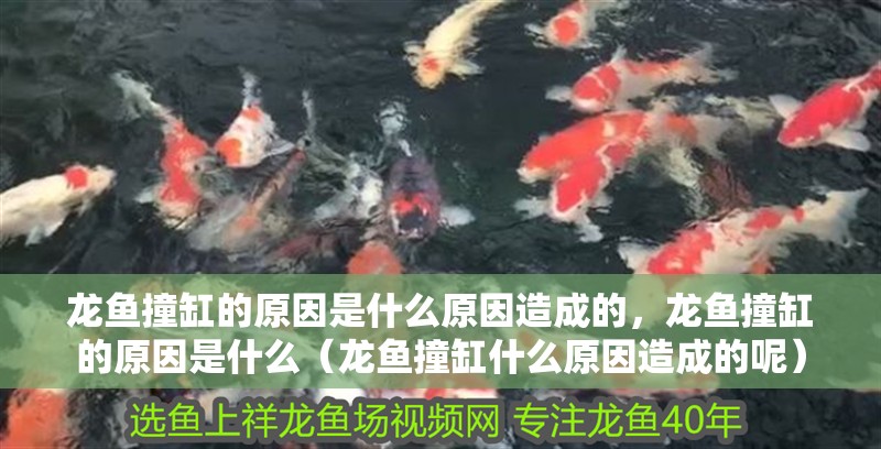 龍魚撞缸的原因是什么原因造成的，龍魚撞缸的原因是什么（龍魚撞缸什么原因造成的呢）