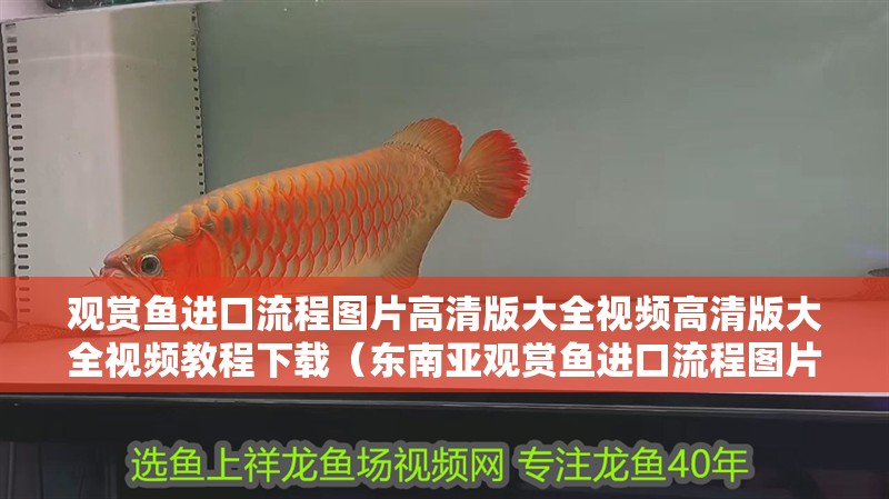 觀賞魚進口流程圖片高清版大全視頻高清版大全視頻教程下載（東南亞觀賞魚進口流程圖片高清版大全視頻教程下載的介紹） 觀賞魚進口流程圖片高清版大全視頻高清版大全視頻教程下載（東南亞觀賞魚進口流程圖片高清版大全視頻教程下載的介紹） 觀賞魚百科