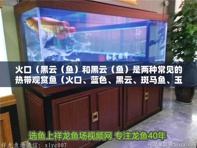 火口（黑云（魚）和黑云（魚）是兩種常見的熱帶觀賞魚（火口、藍色、黑云、斑馬魚、玉面皇冠怎么養？）