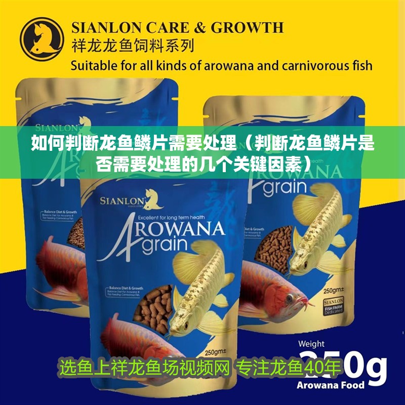 如何判斷龍魚(yú)鱗片需要處理（判斷龍魚(yú)鱗片是否需要處理的幾個(gè)關(guān)鍵因素）