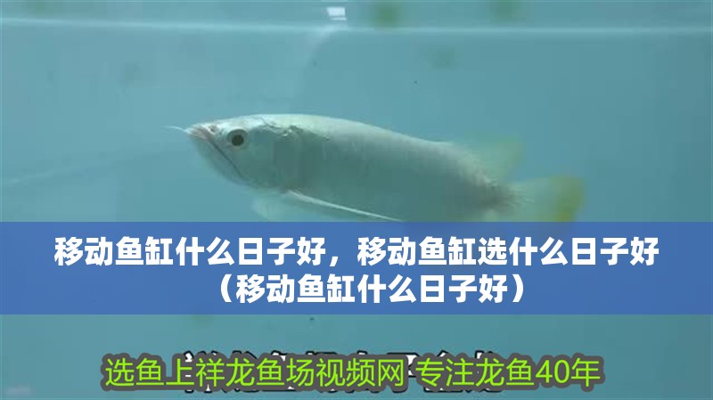 移動魚缸什么日子好，移動魚缸選什么日子好（移動魚缸什么日子好）