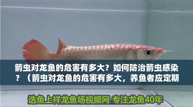 箭蟲對龍魚的危害有多大？如何防治箭蟲感染？（箭蟲對龍魚的危害有多大，養魚者應定期檢查水族箱中的水質和魚類健康狀況）