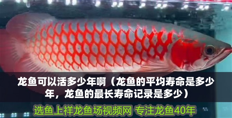 龍魚可以活多少年?。堲~的平均壽命是多少年，龍魚的最長壽命記錄是多少）