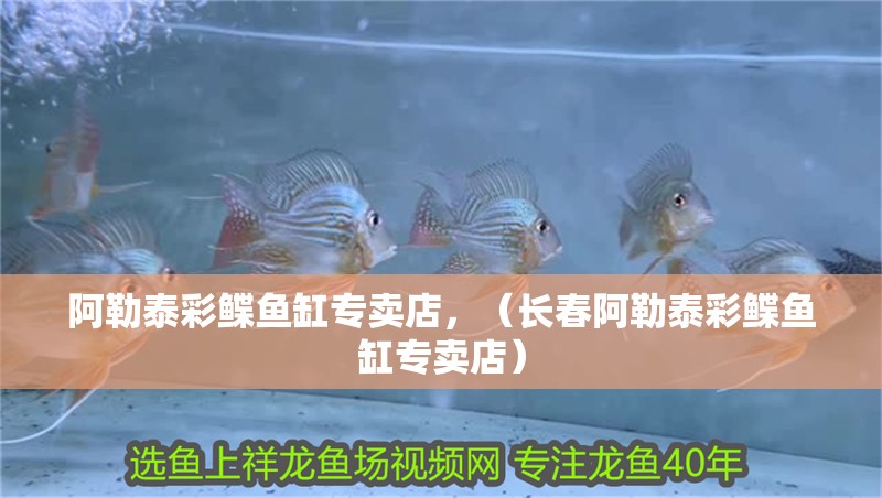 阿勒泰彩鰈魚缸專賣店，（長春阿勒泰彩鰈魚缸專賣店） 阿勒泰彩鰈魚缸專賣店，（長春阿勒泰彩鰈魚缸專賣店） 觀賞魚百科