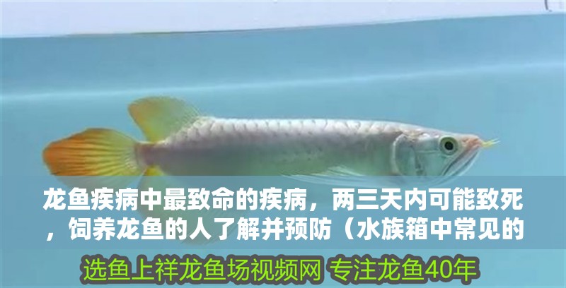 龍魚疾病中最致命的疾病，兩三天內可能致死，飼養龍魚的人了解并預防（水族箱中常見的“白點病”）