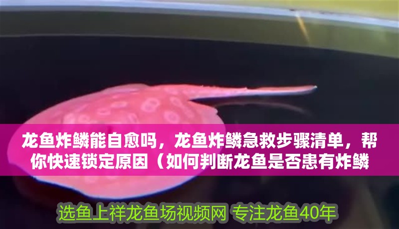 龍魚炸鱗能自愈嗎，龍魚炸鱗急救步驟清單，幫你快速鎖定原因（如何判斷龍魚是否患有炸鱗）