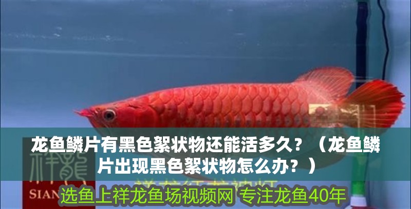 龍魚鱗片有黑色絮狀物還能活多久？（龍魚鱗片出現(xiàn)黑色絮狀物怎么辦？）
