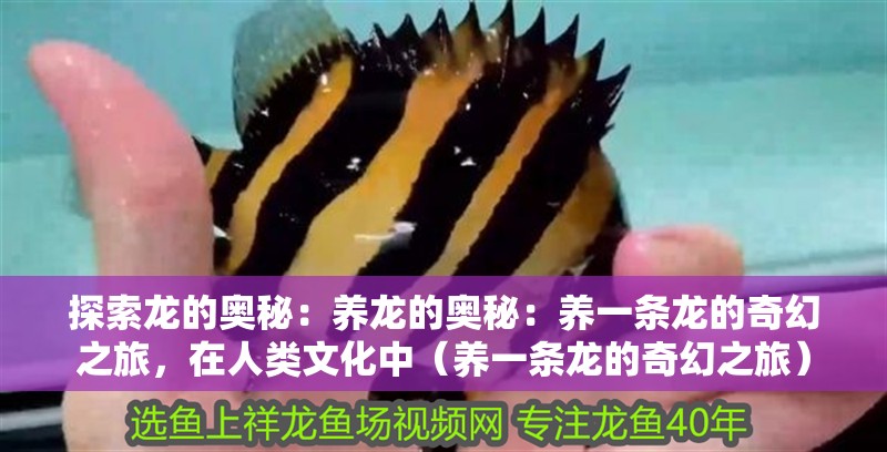探索龍的奧秘：養龍的奧秘：養一條龍的奇幻之旅，在人類文化中（養一條龍的奇幻之旅）