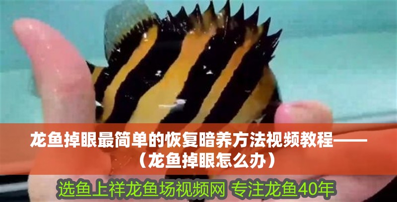 龍魚掉眼最簡單的恢復暗養方法視頻教程——（龍魚掉眼怎么辦）
