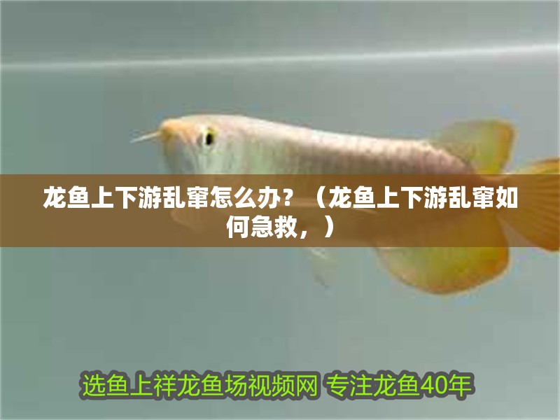 龍魚上下游亂竄怎么辦？（龍魚上下游亂竄如何急救，）