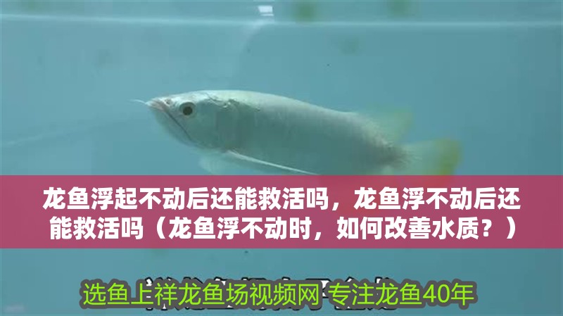 龍魚浮起不動后還能救活嗎，龍魚浮不動后還能救活嗎（龍魚浮不動時，如何改善水質(zhì)？）
