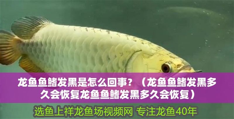 龍魚魚鰭發黑是怎么回事？（龍魚魚鰭發黑多久會恢復龍魚魚鰭發黑多久會恢復）