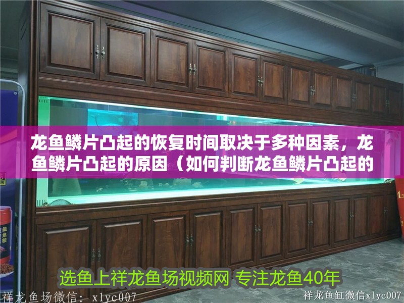 龍魚干蝦有營養嗎 龍魚鱗片凸起的恢復時間取決于多種因素,龍魚鱗片凸起的原因(如何判斷龍魚鱗片凸起的原因?) 龍魚百科 龍魚鱗片凸起的恢復時間取決于多種因素,龍魚鱗片凸起的原因(如何判斷龍魚鱗片凸起的原因?) 龍魚鱗片凸起的恢復時間取決于多種因素,龍魚鱗片凸起的原因(如何判斷龍魚鱗片凸起的原因?) 龍魚百科