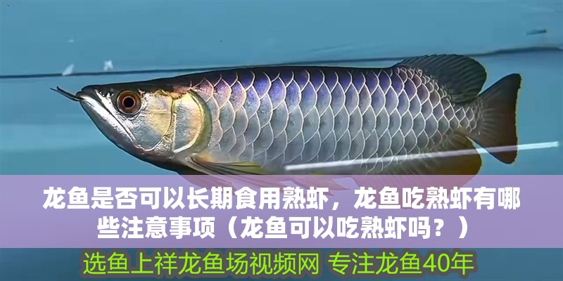 龍魚是否可以長期食用熟蝦，龍魚吃熟蝦有哪些注意事項（龍魚可以吃熟蝦嗎？）
