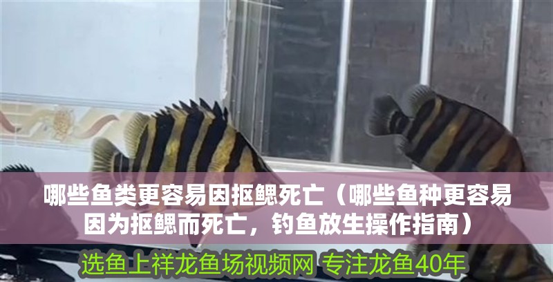 哪些魚類更容易因摳鰓死亡（哪些魚種更容易因為摳鰓而死亡，釣魚放生操作指南）