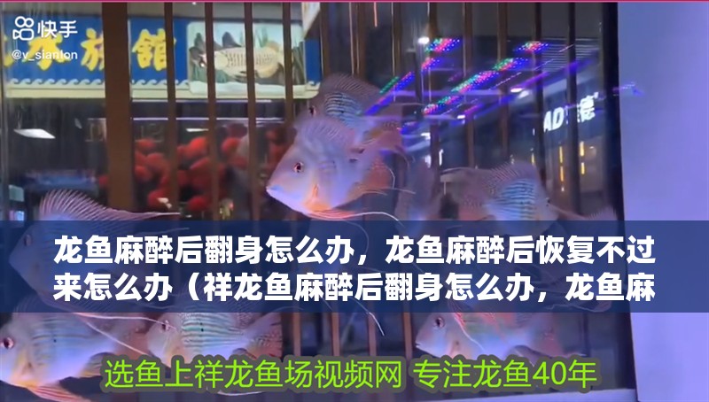 龍魚麻醉后翻身怎么辦，龍魚麻醉后恢復不過來怎么辦（祥龍魚麻醉后翻身怎么辦，龍魚麻醉后恢復不過來怎么辦） 龍魚麻醉后翻身怎么辦，龍魚麻醉后恢復不過來怎么辦（祥龍魚麻醉后翻身怎么辦，龍魚麻醉后恢復不過來怎么辦） 觀賞魚百科