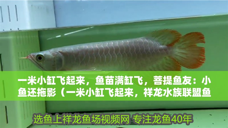 一米小缸飛起來，魚苗滿缸飛，菩提魚友：小魚還拖影（一米小缸飛起來，祥龍水族聯(lián)盟魚友怎么評論的）