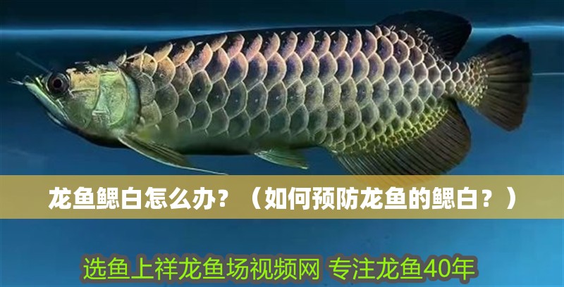 龍魚鰓白怎么辦？（如何預防龍魚的鰓白？） 龍魚鰓白怎么辦？（如何預防龍魚的鰓白？） 龍魚百科