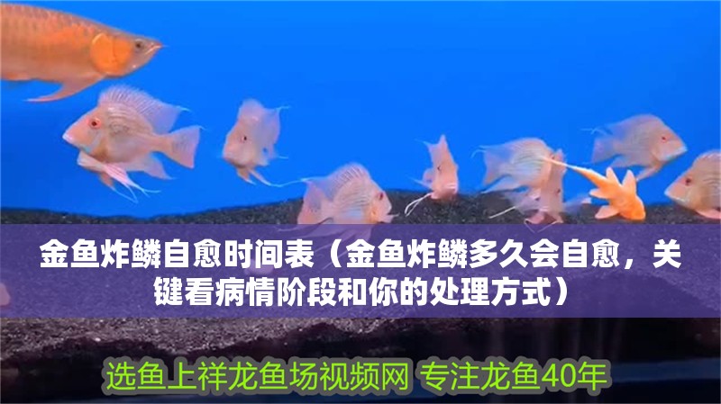 金魚炸鱗自愈時間表（金魚炸鱗多久會自愈，關(guān)鍵看病情階段和你的處理方式）
