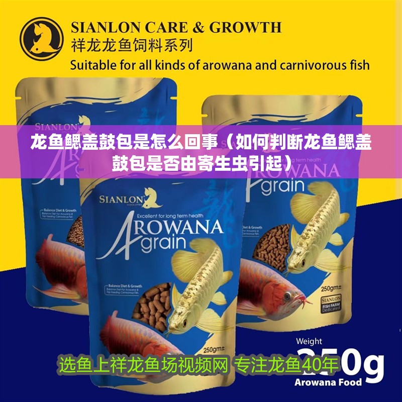 龍魚鰓蓋鼓包是怎么回事（如何判斷龍魚鰓蓋鼓包是否由寄生蟲引起）