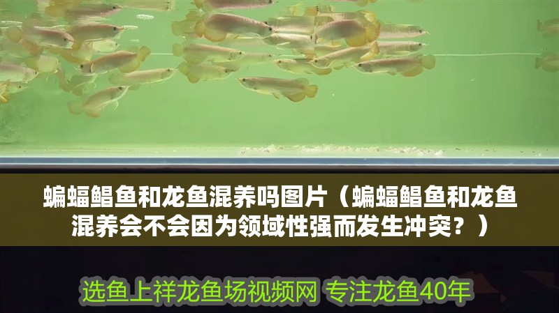 蝙蝠鯧魚和龍魚混養嗎圖片（蝙蝠鯧魚和龍魚混養會不會因為領域性強而發生沖突？）