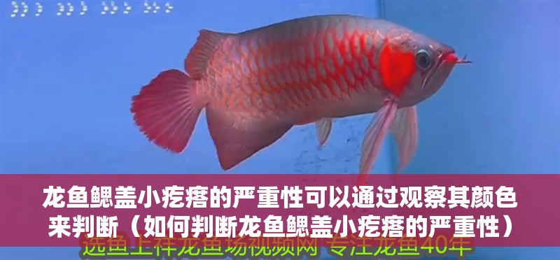 龍魚(yú)鰓蓋小疙瘩的嚴(yán)重性可以通過(guò)觀察其顏色來(lái)判斷（如何判斷龍魚(yú)鰓蓋小疙瘩的嚴(yán)重性）