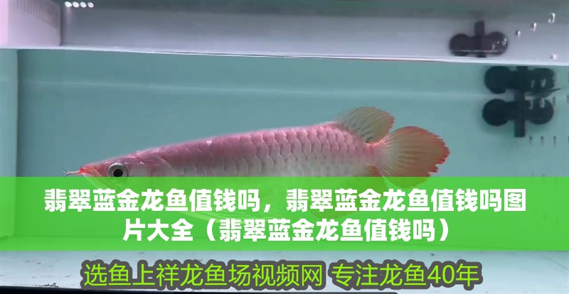 翡翠藍金龍魚值錢嗎，翡翠藍金龍魚值錢嗎圖片大全（翡翠藍金龍魚值錢嗎） 翡翠藍金龍魚值錢嗎，翡翠藍金龍魚值錢嗎圖片大全（翡翠藍金龍魚值錢嗎） 觀賞魚百科