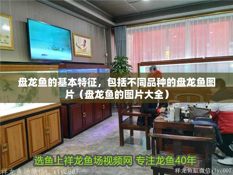 盤龍魚的基本特征，包括不同品種的盤龍魚圖片（盤龍魚的圖片大全）