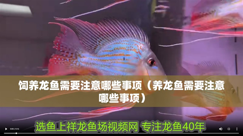 飼養龍魚需要注意哪些事項（養龍魚需要注意哪些事項）