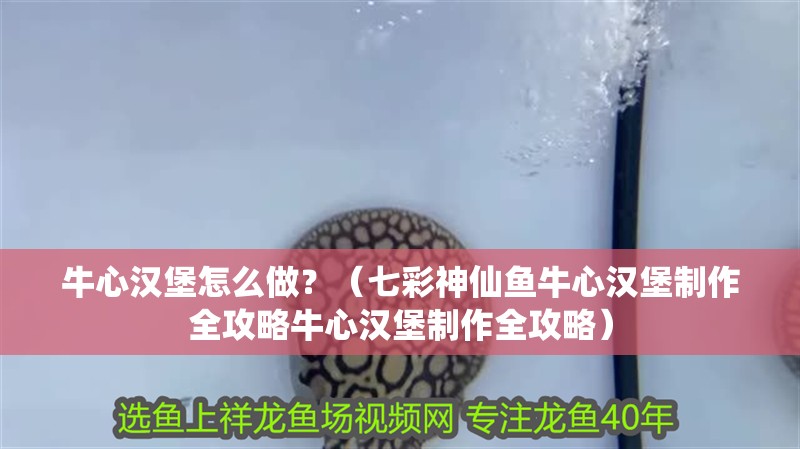 牛心漢堡怎么做？（七彩神仙魚牛心漢堡制作全攻略牛心漢堡制作全攻略）