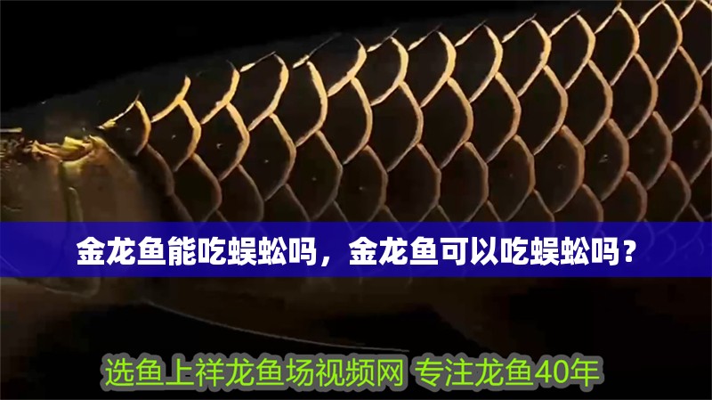 金龍魚能吃蜈蚣嗎，金龍魚可以吃蜈蚣嗎？