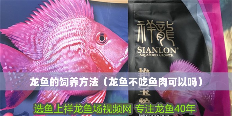 龍魚的飼養方法（龍魚不吃魚肉可以嗎）