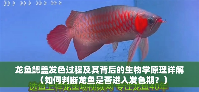 龍魚鰓蓋發色過程及其背后的生物學原理詳解（如何判斷龍魚是否進入發色期？）